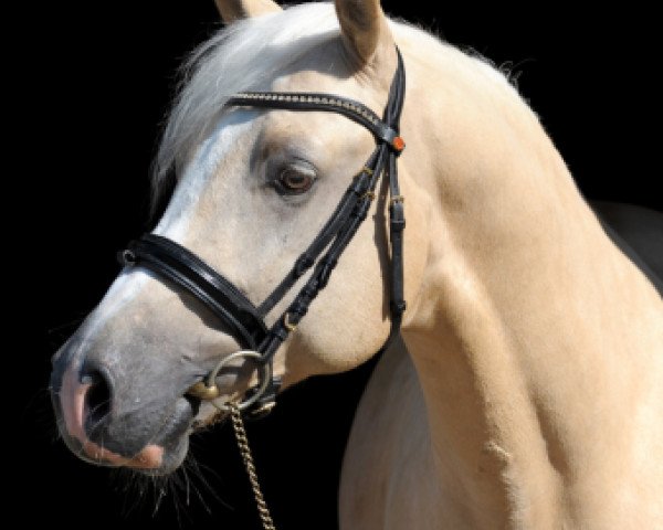 stallion FL Perlkönig (German Riding Pony, 2008, from FS Pontiac)