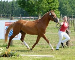 Pferd Don Camillo il Padrino (Deutsches Reitpony, 2010, von Kelts De Luxe)