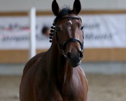 broodmare Calida Jolie (Oldenburg, 2012, from Calido I)