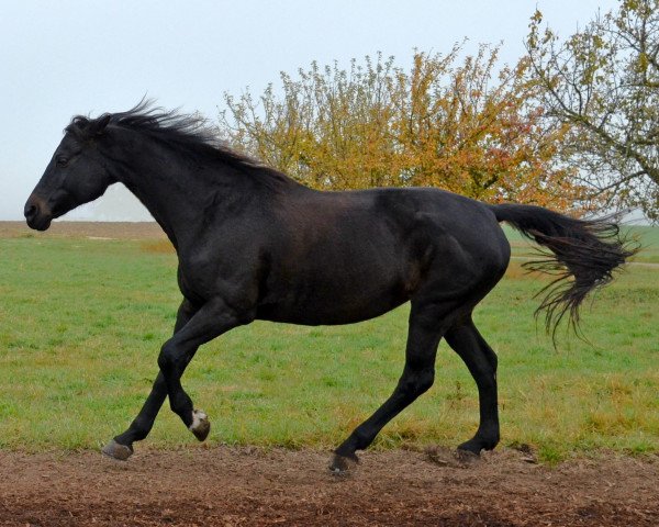 Zuchtstute Queen Barbara (Württemberger, 1996, von Quick Dancer I)