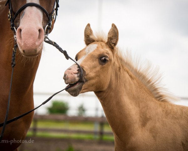 Dressurpferd Mystique's Golden Midas (Deutsches Reitpony, 2016, von Centauro's Midas)