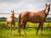 broodmare Lilly (Quarter Pony, 2009, from Silky Chex Nick)