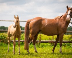 Zuchtstute Lilly (Quarter Pony, 2009, von Silky Chex Nick)