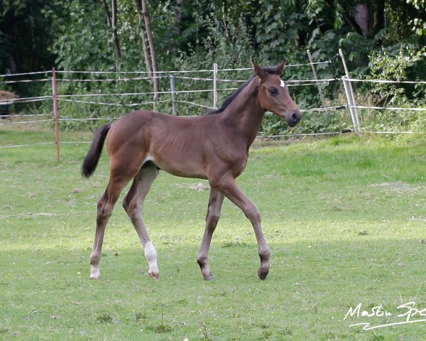 broodmare Tallika J (German Sport Horse, 2016, from Talismann 93)