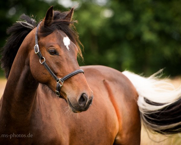 horse Boy of Patser v.d. Bonte Kip (Nederlands Welsh Ridepony, 2010, from Coelenhage's Patser)