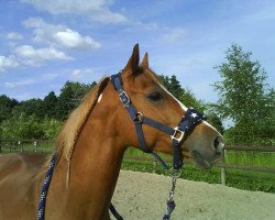 broodmare Dorte's Wild Fire (German Riding Pony, 2001, from Durello)