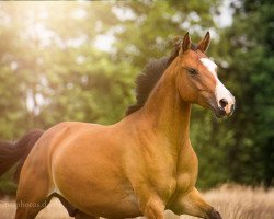 horse Coele Peter (Nederlands Welsh Ridepony, 2010, from Coelenhage's Patser)