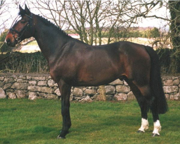 stallion Felin de B'Neville (Selle Français, 1993, from Papillon Rouge)