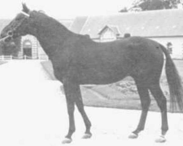 stallion Valesco xx (Thoroughbred, 1955, from Majano xx)