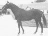 stallion Valesco xx (Thoroughbred, 1955, from Majano xx)
