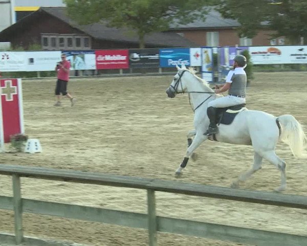 Reitturnier Dagmersellen 2019