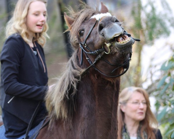 horse Anno's Märchenprinz (German Riding Pony, 2001, from Anno Domini)