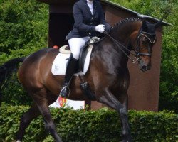 dressage horse Miss you (Hanoverian, 2008, from Margue H)