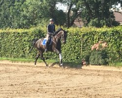 dressage horse De La Nuit 2 (Hanoverian, 2011, from Dr Doolittle 45)