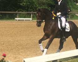 dressage horse Lion 95 (Hanoverian, 2013, from Henglein's Licosto)