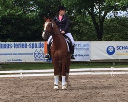 dressage horse Fürstin Ariette (Hanoverian, 2010, from Fuerst Rousseau)