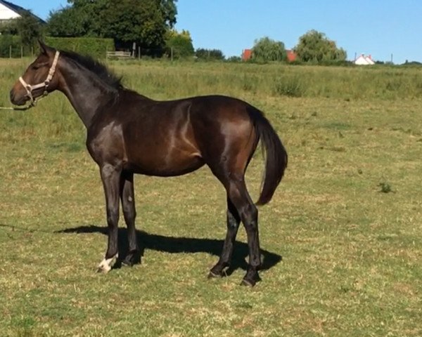 broodmare Secret Sunday R (Westphalian, 2015, from Scuderia)