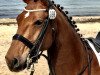 dressage horse Levistus' Lennon (German Sport Horse, 2007, from Pumped Up Kicks)