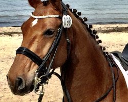 dressage horse Levistus' Lennon (German Sport Horse, 2007, from Pumped Up Kicks)