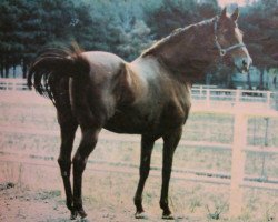 stallion Exhibitioner xx (Thoroughbred, 1982, from Thatching xx)