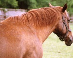 broodmare Indian Jewel xx (Thoroughbred, 1994, from Local Suitor xx)