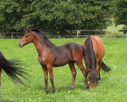 dressage horse RM Double Trouble (German Riding Pony, 2015, from Dance Star AT)