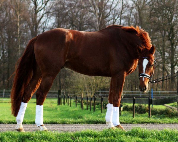 dressage horse Frans im Glück (Oldenburg, 2012, from Fuechtels Floriscount OLD)