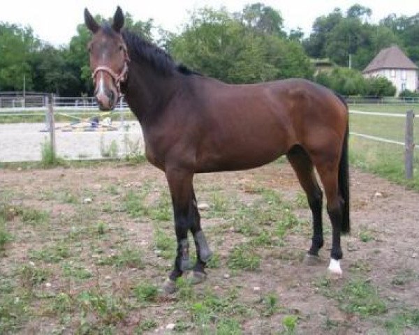 horse Nasdaq de Roy (Selle Français, 2001, from Dollar du Murier)