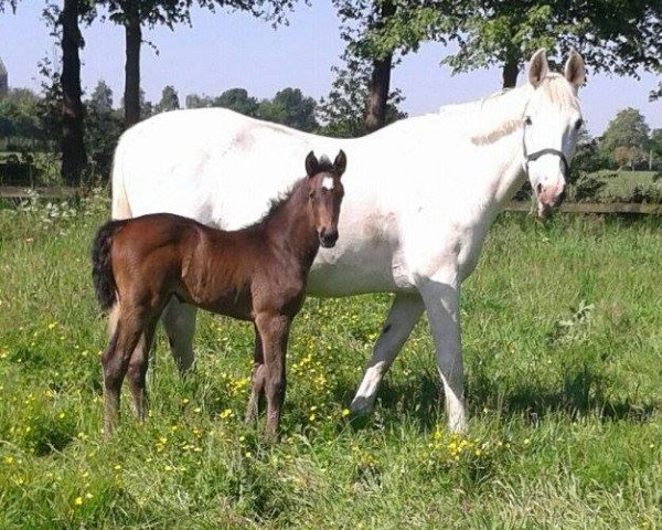 broodmare Perina (KWPN (Royal Dutch Sporthorse), 1997, from Burggraaf)
