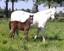 broodmare Perina (KWPN (Royal Dutch Sporthorse), 1997, from Burggraaf)