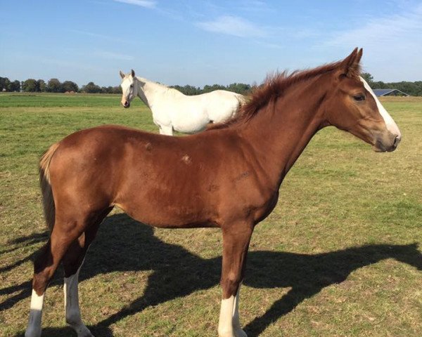 Springpferd Labelle Perina F (KWPN (Niederländisches Warmblut), 2016, von VDL Harley)