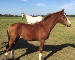 jumper Labelle Perina F (KWPN (Royal Dutch Sporthorse), 2016, from VDL Harley)