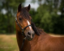 broodmare Disney (German Riding Pony, 2000, from Durello)