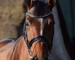 dressage horse Deleila NSAW (Hannoveraner, 2012, from Damsey FRH)