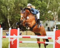 jumper Champero (German Sport Horse, 2008, from Chambertin)