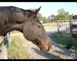 Pferd Gaucho (Brandenburger, 1999, von Golden Game)