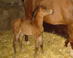 horse Rhani Muriel (Westphalian, 2004, from Rosenkoenig)