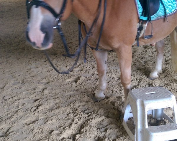 Pferd Ascalon (Haflinger, 1999, von Aktant)