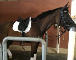 dressage horse Sir Johnny Cash (Oldenburg, 2008, from Sir Donnerhall I)