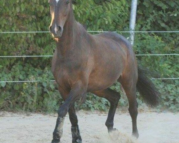 dressage horse Joel Bonachon (unknown, 2009)