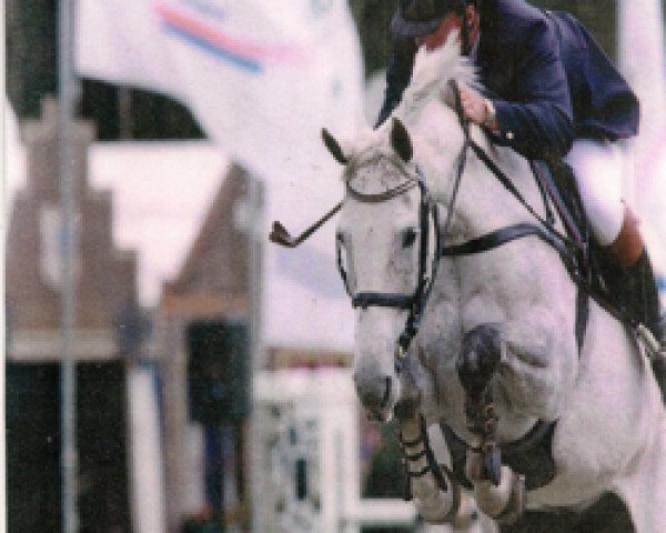 broodmare Jura-Toltien (KWPN (Royal Dutch Sporthorse), 1991, from Voltaire)