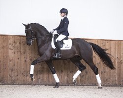 dressage horse Ilias van het Trichelhof (KWPN (Royal Dutch Sporthorse), 2013, from Everdale)