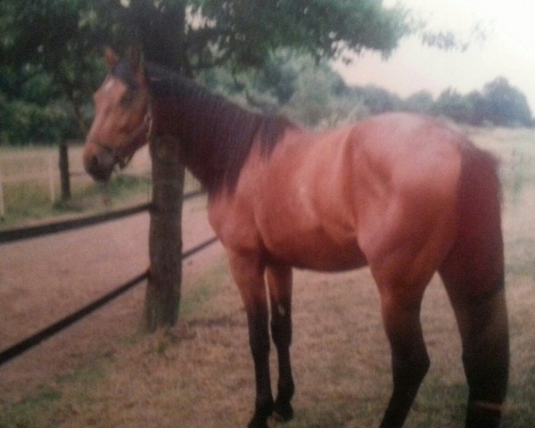 Pferd Abgott's Jamboree (Deutsches Reitpferd, 1992, von Abgott's Pt. Joe)