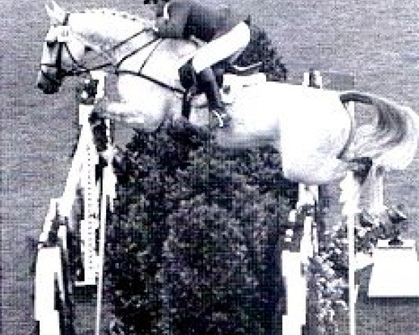 Pferd Robin (Westfale, 1963, von Ramzes AA)
