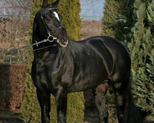 stallion Aranykapu Stevignon (Oldenburg, 2004, from Stedinger)