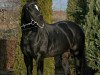 stallion Aranykapu Stevignon (Oldenburg, 2004, from Stedinger)