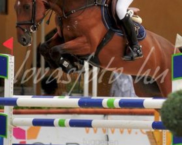 jumper PM Landetto (Oldenburg,  , from Ludwig von Bayern 168 FIN)