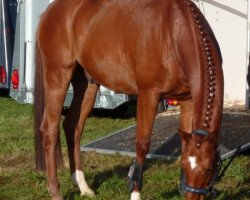 dressage horse Navarin 2 (Trakehner, 2009, from Occacio)