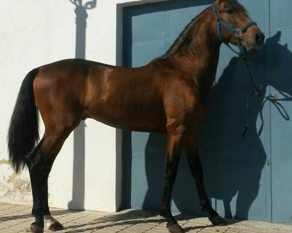 horse S.N (Pura Raza Espanola (PRE), 2016)