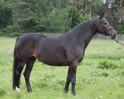 broodmare Calissa (Hanoverian, 2003, from Compliment)